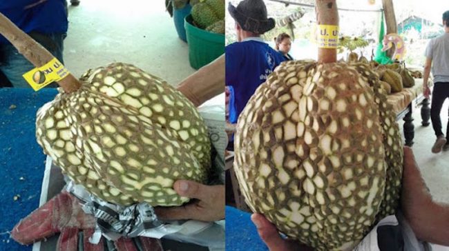 Kenapa Durian Tanpa Duri Ini Famous Di Thailand