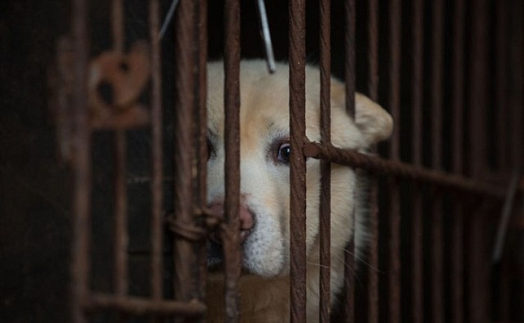 5 Negara Asia Masih Makan Anjing u0026 Kucing